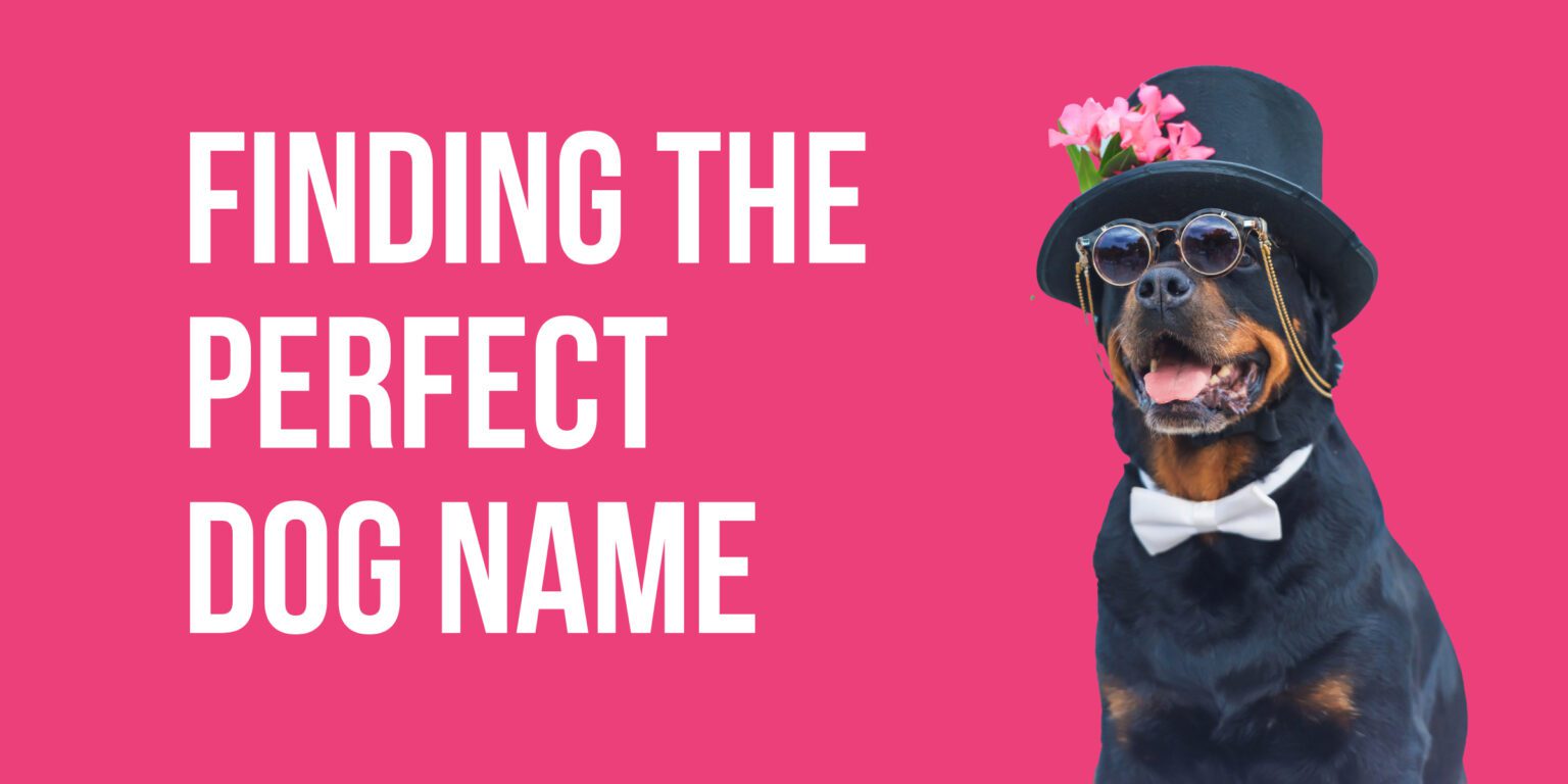 Home Page Logged Out Barknet